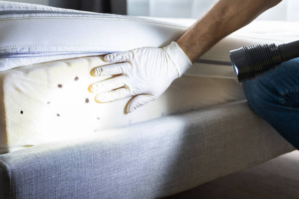 Best Wasp Removal Services  in Richmond Hill, GA