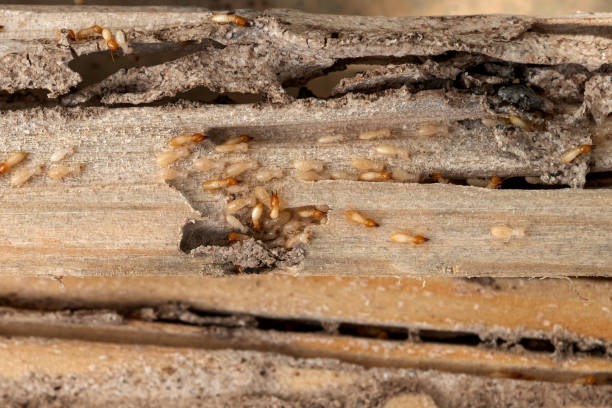 Best Bed Bug Extermination  in Richmond Hill, GA